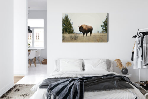 Obraz na płótnie Zwierzęta Bizon na prerii Premium Canvas - obrazek 7