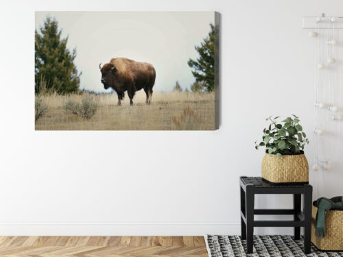 Obraz na płótnie Zwierzęta Bizon na prerii Premium Canvas - obrazek 8