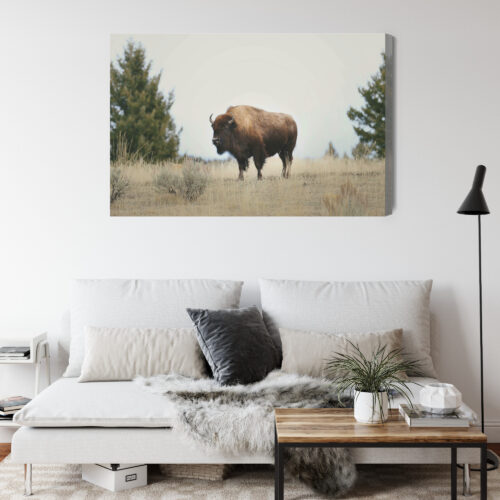 Obraz na płótnie Zwierzęta Bizon na prerii Premium Canvas - obrazek 4