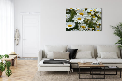 Obraz na płótnie Stokrotki Natura Polne kwiaty w zbliżeniu  Premium Canvas - obrazek 6