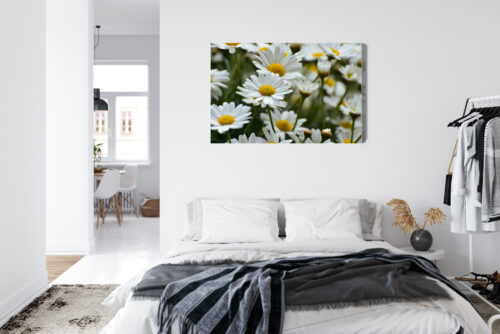 Obraz na płótnie Stokrotki Natura Polne kwiaty w zbliżeniu  Premium Canvas - obrazek 7
