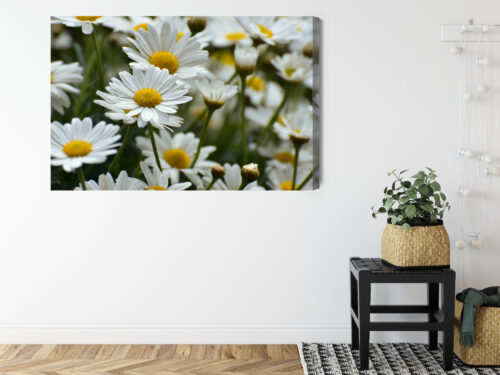 Obraz na płótnie Stokrotki Natura Polne kwiaty w zbliżeniu  Premium Canvas - obrazek 8