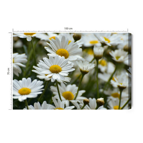 Obraz na płótnie Stokrotki Natura Polne kwiaty w zbliżeniu  Premium Canvas