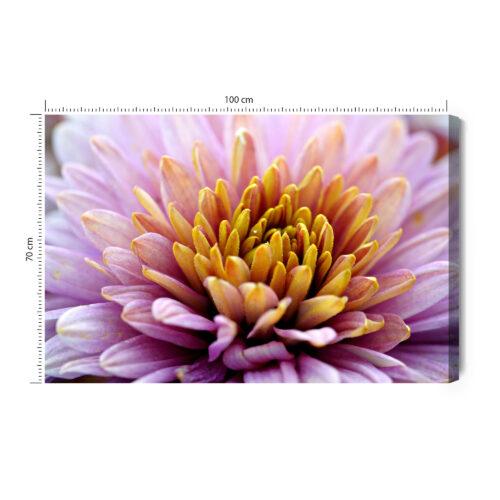 Obraz na płótnie Kwiat Fotografia Zbliżenie  Premium Canvas