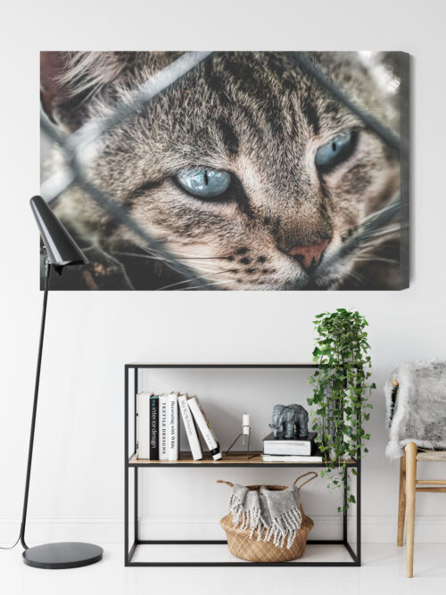 Obraz na płótnie Kot Fotografia Spojrzenie zza siatki  Premium Canvas - obrazek 9