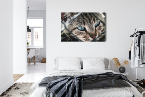 Obraz na płótnie Kot Fotografia Spojrzenie zza siatki  Premium Canvas - obrazek 7