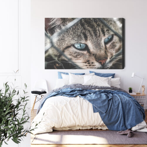 Obraz na płótnie Kot Fotografia Spojrzenie zza siatki  Premium Canvas - obrazek 3