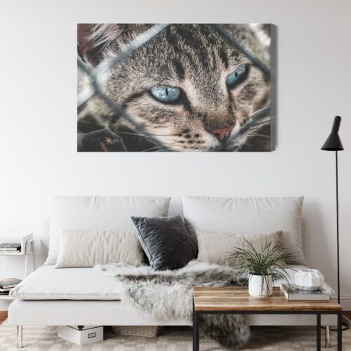 Obraz na płótnie Kot Fotografia Spojrzenie zza siatki  Premium Canvas - obrazek 4