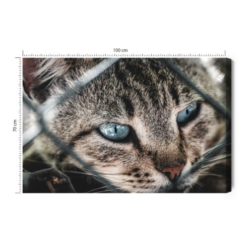 Obraz na płótnie Kot Fotografia Spojrzenie zza siatki  Premium Canvas