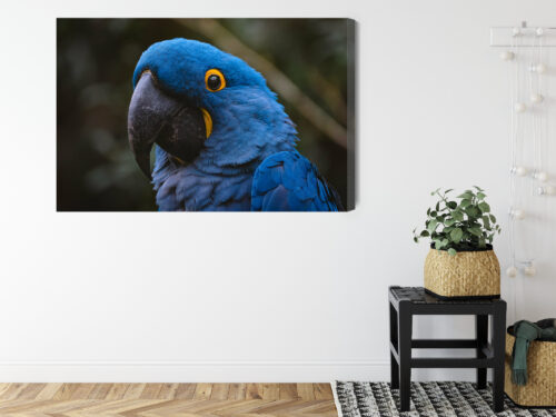 Obraz na płótnie Papuga Fotografia Egzotyczny ptak  Premium Canvas - obrazek 8