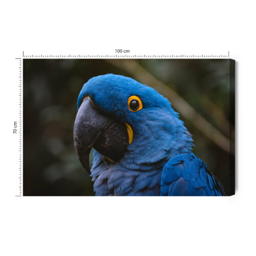 Obraz na płótnie Papuga Fotografia Egzotyczny ptak  Premium Canvas