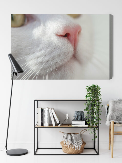 Obraz na płótnie Kot Zbliżenie pyszczka  Premium Canvas - obrazek 9