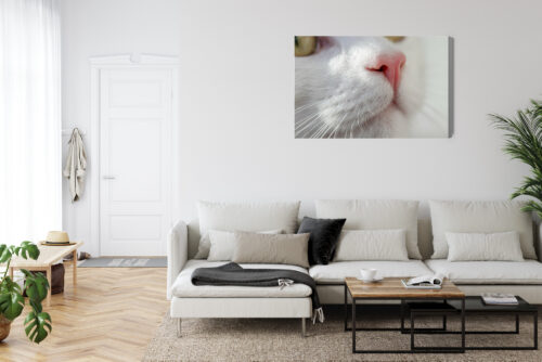 Obraz na płótnie Kot Zbliżenie pyszczka  Premium Canvas - obrazek 6