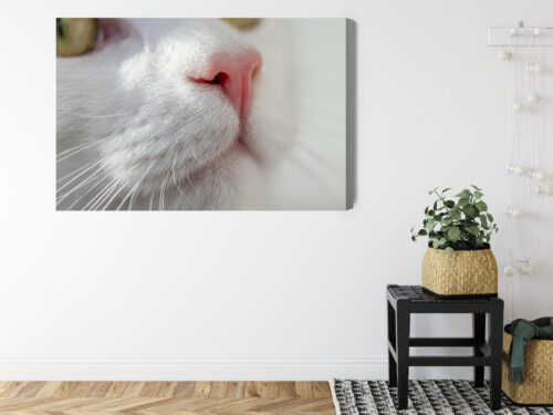 Obraz na płótnie Kot Zbliżenie pyszczka  Premium Canvas - obrazek 8