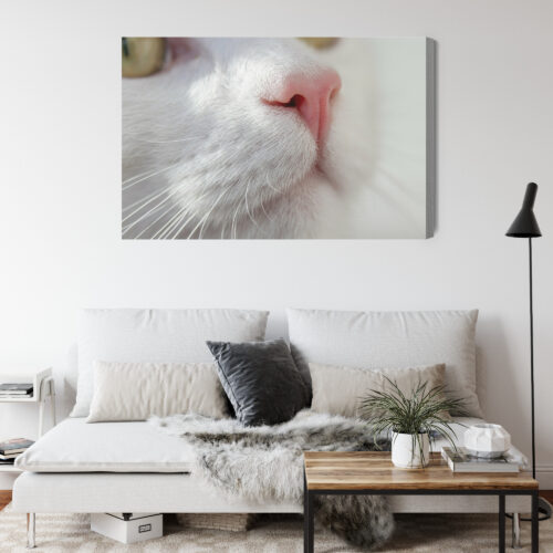 Obraz na płótnie Kot Zbliżenie pyszczka  Premium Canvas - obrazek 4