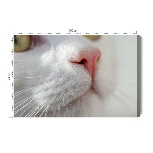 Obraz na płótnie Kot Zbliżenie pyszczka  Premium Canvas