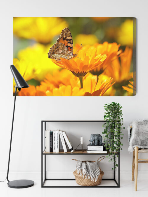 Obraz na płótnie Natura Motyl na nagietku Premium Canvas - obrazek 9