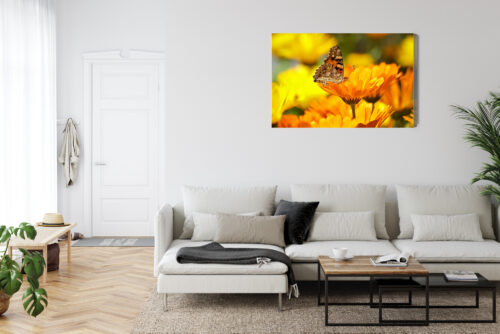 Obraz na płótnie Natura Motyl na nagietku Premium Canvas - obrazek 6