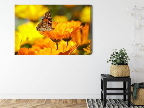 Obraz na płótnie Natura Motyl na nagietku Premium Canvas - obrazek 8
