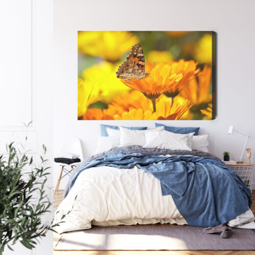 Obraz na płótnie Natura Motyl na nagietku Premium Canvas - obrazek 3