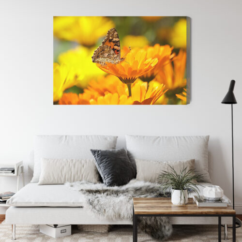 Obraz na płótnie Natura Motyl na nagietku Premium Canvas - obrazek 4