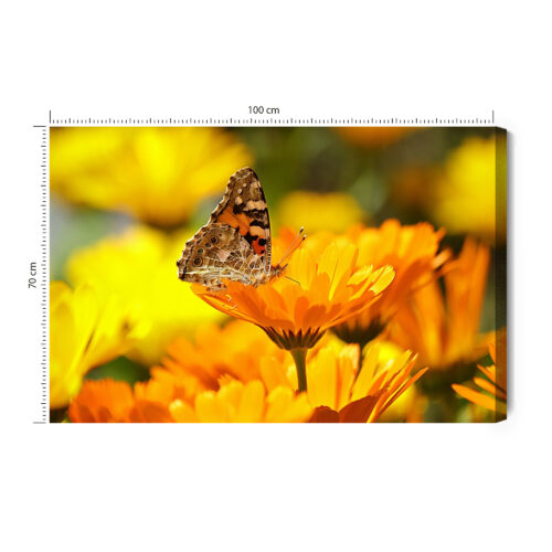 Obraz na płótnie Natura Motyl na nagietku Premium Canvas