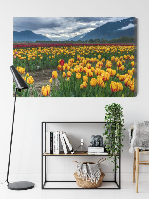 Obraz na płótnie Natura Pole tulipanów w górach Premium Canvas - obrazek 9
