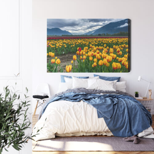 Obraz na płótnie Natura Pole tulipanów w górach Premium Canvas - obrazek 3
