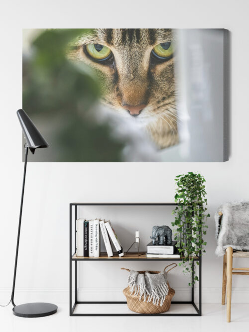 Obraz na płótnie Zwierzęta Kot spoglądający zza liści Premium Canvas - obrazek 9