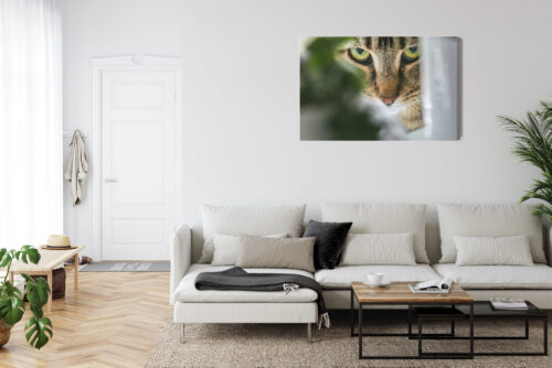Obraz na płótnie Zwierzęta Kot spoglądający zza liści Premium Canvas - obrazek 6