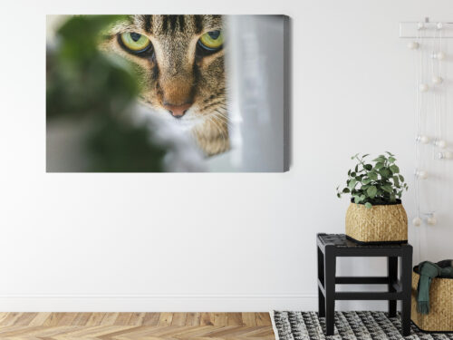 Obraz na płótnie Zwierzęta Kot spoglądający zza liści Premium Canvas - obrazek 8