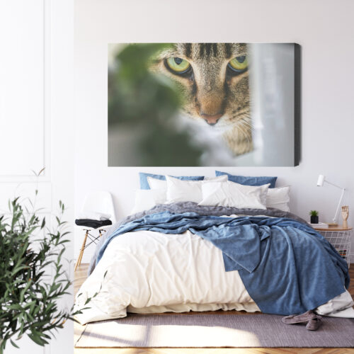 Obraz na płótnie Zwierzęta Kot spoglądający zza liści Premium Canvas - obrazek 3