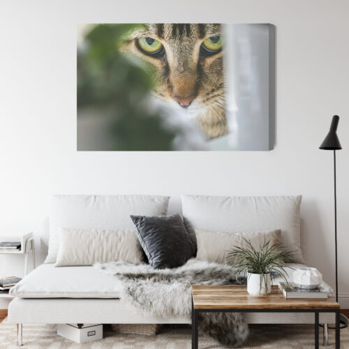 Obraz na płótnie Zwierzęta Kot spoglądający zza liści Premium Canvas - obrazek 4