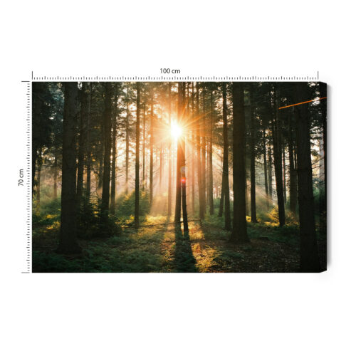 Obraz na płótnie Las Natura Promienie słońca  Premium Canvas