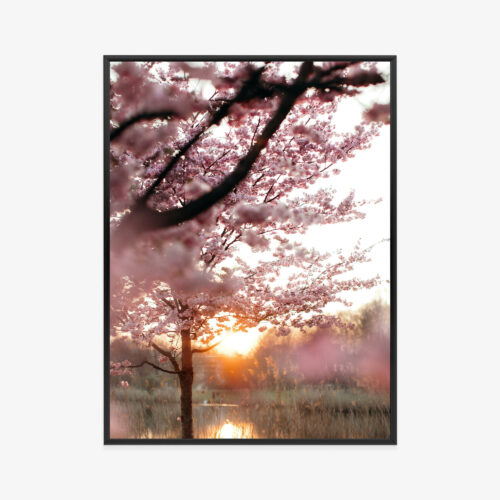 Plakat w ramie Wiosna Natura Kwiat wiśni Premium