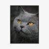 Plakat w ramie Kot Zwierzę Złote oczy Premium