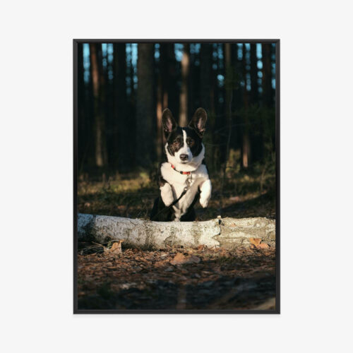 Plakat w ramie Pies Skaczący w lesie Premium