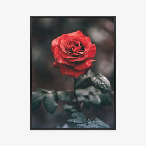 Plakat w ramie Róża Fotograficzny Krople wody Premium