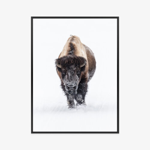 Plakat w ramie Bizon Minimalistyczny Zima Premium