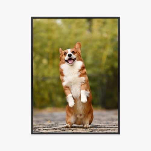 Plakat w ramie Pies Fotografia Wesoły corgi Premium