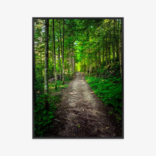 Plakat w ramie Las Fotografia Leśna ścieżka Premium