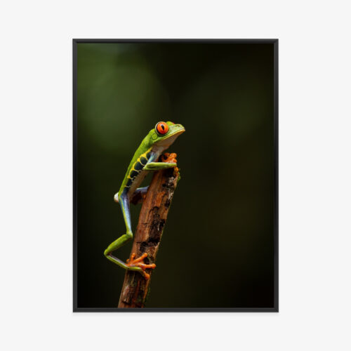 Plakat w ramie Żaba Tropikalna Makrofotografia Premium