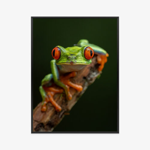 Plakat w ramie Żaba Makro Czerwone oczy Premium