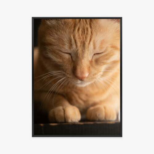 Plakat w ramie Kot Rudy Zbliżenie Premium