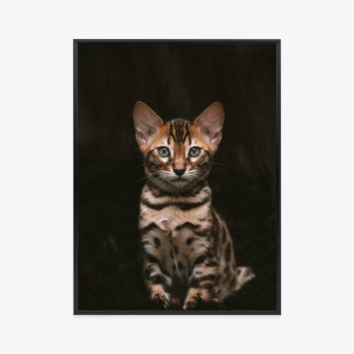 Plakat w ramie Kot Bengalski Portret Premium