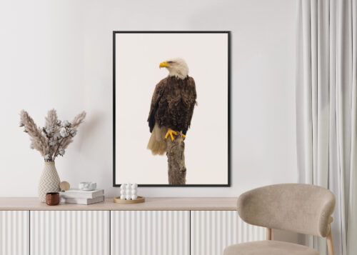 Plakat w ramie Orzeł Bielik Portret Dziki Premium - obrazek 4