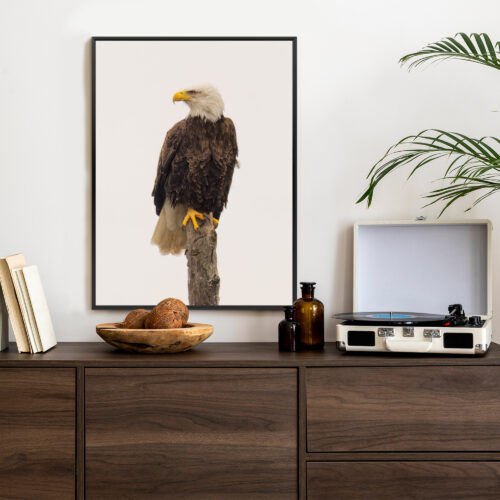 Plakat w ramie Orzeł Bielik Portret Dziki Premium - obrazek 3