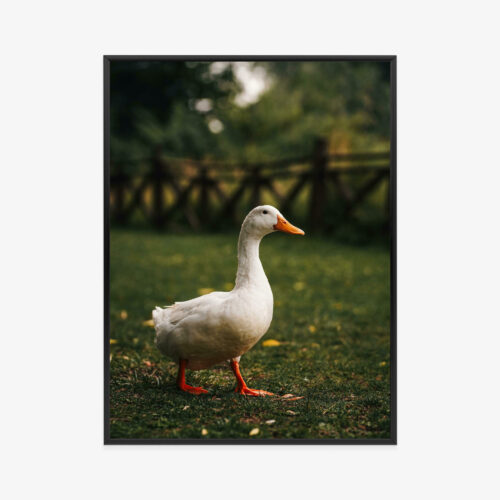 Plakat w ramie Kaczka Zwierzę Natura Premium