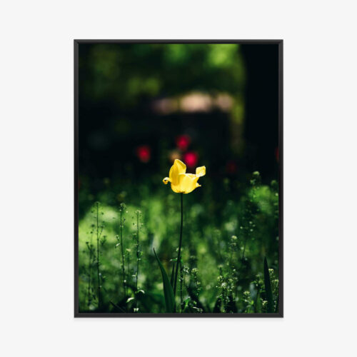 Plakat w ramie Kwiat Natura Żółty Tulipan Premium