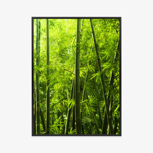Plakat w ramie Bambus Tropikalny Las Premium